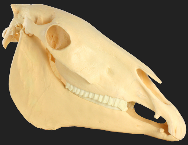 Equine Skull