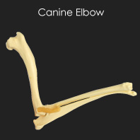 Canine Elbow