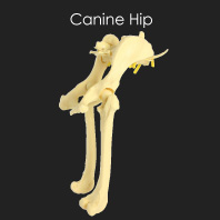 Canine Hip