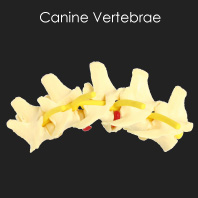 Canine Vertebrae